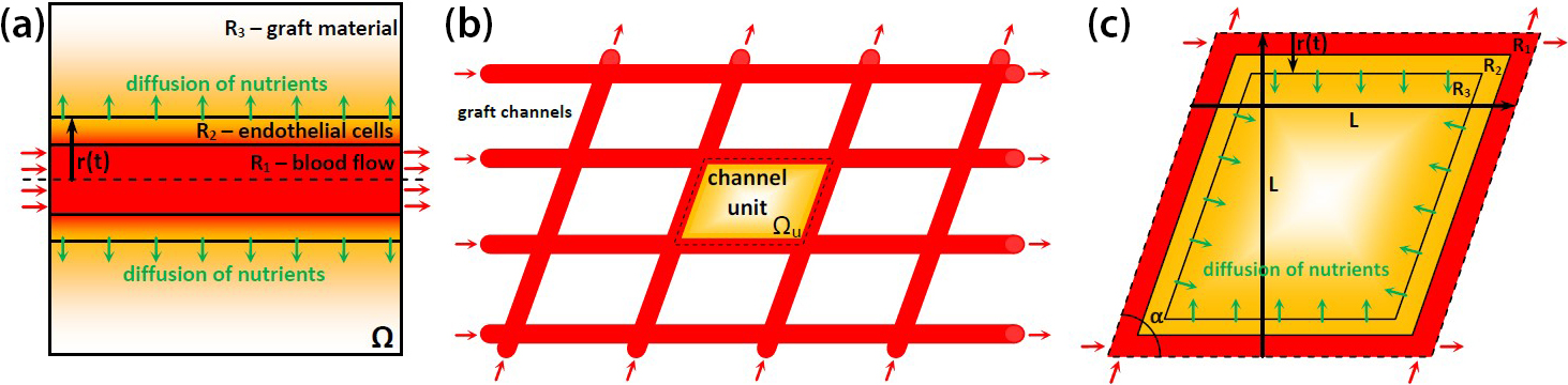 &lt;strong&gt;Figure 2.&lt;/strong&gt; Simplified representations to model blood flow inside the grafts. &lt;strong&gt;2a.&lt;/strong&gt; Single-channel model with three regions: \(R_1\) (channel with active blood flow), \(R_2\) (layer with endothelial cells), and \(R_3\) (bulk graft material). &lt;strong&gt;2b.&lt;/strong&gt; Enhanced geometry modeling of graft material with blood channels, where \(\Omega_u\) denotes the representative channel unit to be modeled. &lt;strong&gt;2c.&lt;/strong&gt; A closer look at \(\Omega_u\). Figure courtesy of the research lab of Vladislav Bukshtynov (unpublished data).