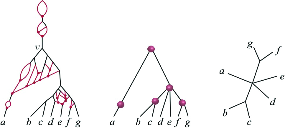 &lt;strong&gt;Figure 1.&lt;/strong&gt; Example of the “tree of blobs” simplification method for phylogenetic network inference. John Rhodes of the University of Alaska Fairbanks discussed this method during a talk about “Inferring the Tree-like Parts of a Species Network Under the Coalescent” during the Institute for Mathematical and Statistical Innovation’s long program on “Algebraic Statistics and Our Changing World,” which took place last year at the University of Chicago. Figure courtesy of John Rhodes.