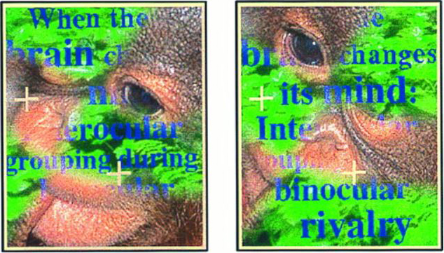 &lt;strong&gt;Figure 3.&lt;/strong&gt; In the scrambled monkey-text experiment, subjects view altered versions of images from the original exercise in Figure 2. Figure reprinted from [4]. Copyright (1996) National Academy of Sciences.