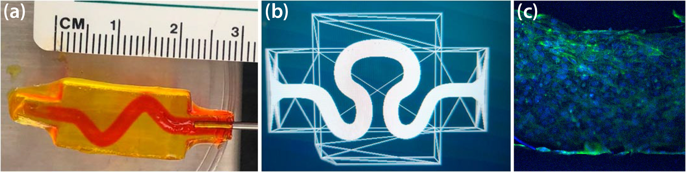 &lt;strong&gt;Figure 1.&lt;/strong&gt; Generated channel geometries with different degrees of tortuosity and channel diameter. &lt;strong&gt;1a.&lt;/strong&gt; Channel perfusion with dye. &lt;strong&gt;1b.&lt;/strong&gt; A different channel geometry model. &lt;strong&gt;1c.&lt;/strong&gt; A vascularized channel with human umbilical vein endothelial cells after three days in a culture. Figure courtesy of the research lab of Chris Bashur (unpublished data).