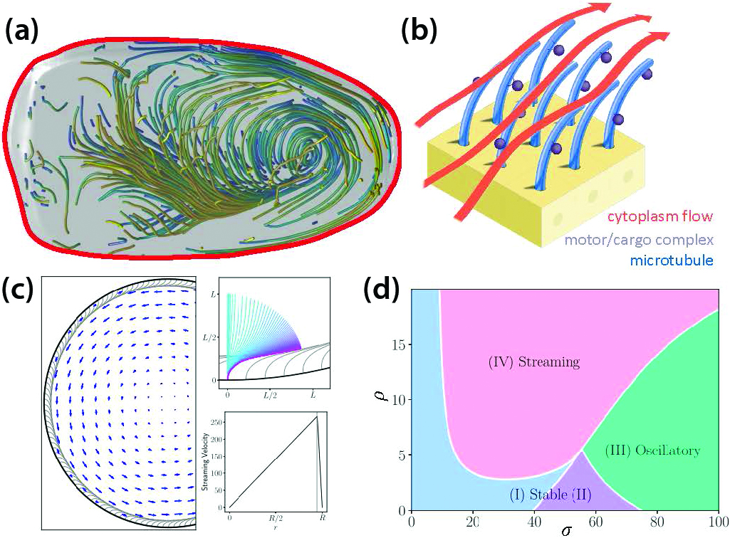 Living Matter and Active Cells | SIAM