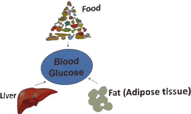 &lt;strong&gt;Figure 2.&lt;/strong&gt; Blood glucose can originate from three different sources: ingested food, the liver, and adipose fat tissue. Figure courtesy of Cecilia Diniz Behn.