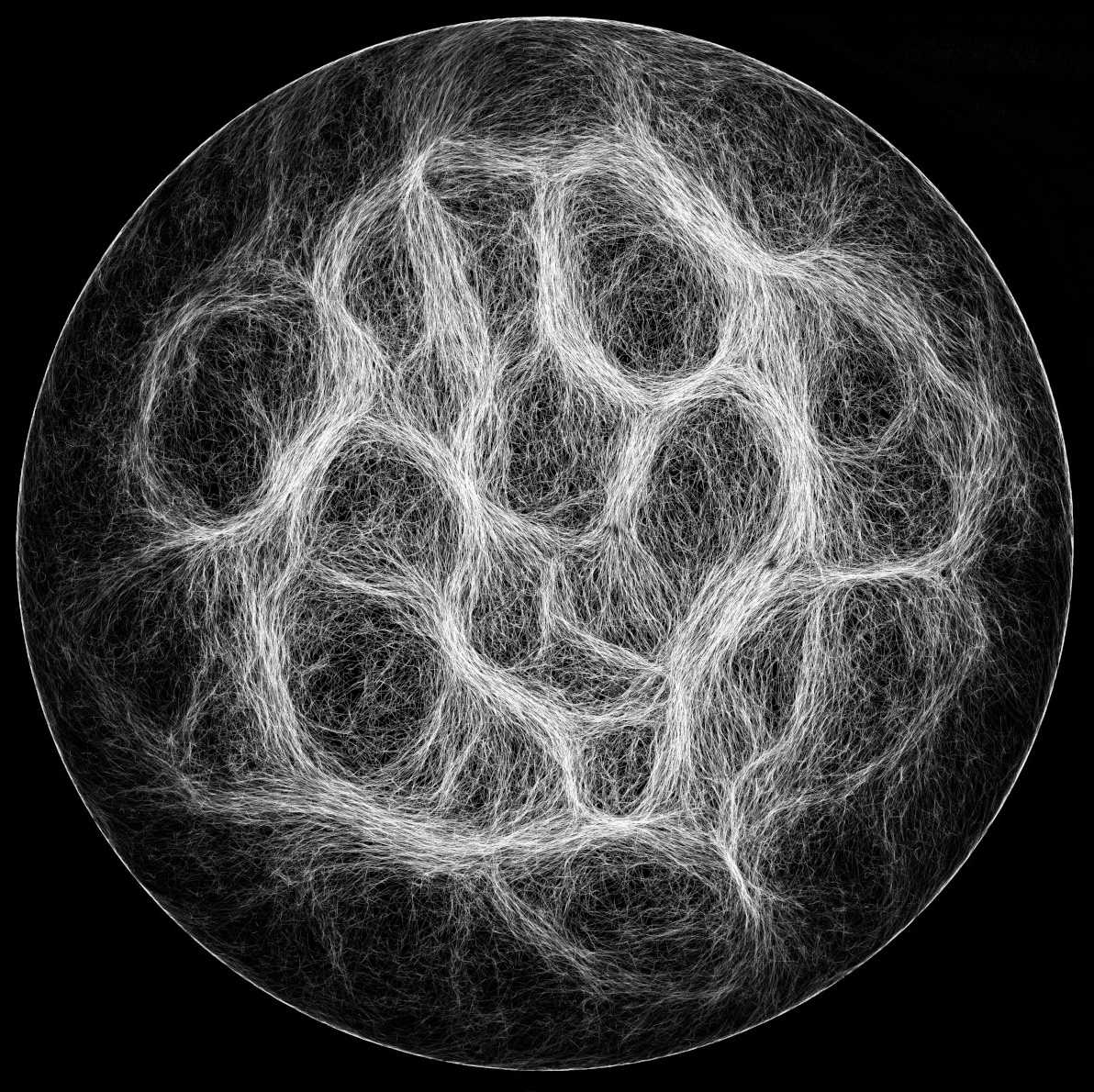 &lt;strong&gt;Figure 1.&lt;/strong&gt; A fluorescent microscopic image of cyanobacteria that form a distinct web-like pattern, where individual bacterial fibers align with each other rather than randomly distribute. Figure courtesy of [1].
