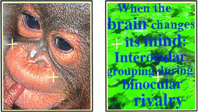 &lt;strong&gt;Figure 2.&lt;/strong&gt; The two different images that subjects see in the monkey-text experiment. Figure reprinted from [4]. Copyright (1996) National Academy of Sciences.