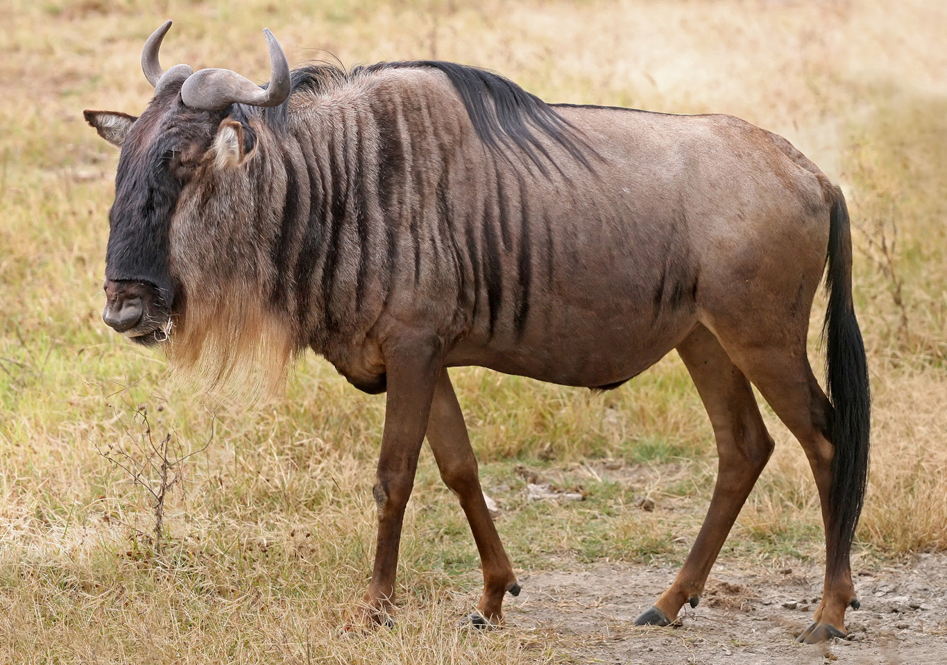 &lt;strong&gt;Figure 1.&lt;/strong&gt; A blue wildebeest—a large African herbivore that lives in herds that might stretch for many kilometers—at the Ngorongoro Crater in Tanzania. Figure courtesy of Muhammad Mahdi Karim via &lt;a href=&quot;https://en.wikipedia.org/wiki/File:Blue_Wildebeest,_Ngorongoro.jpg&quot; rel=&quot;noopener noreferrer&quot; target=&quot;_blank&quot;&gt;Wikimedia Commons&lt;/a&gt;.