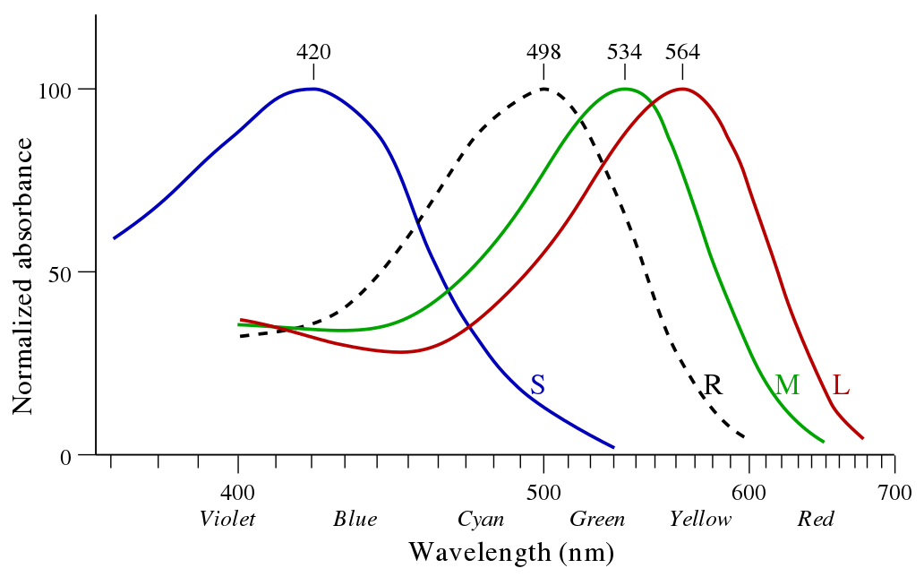 &lt;strong&gt;Figure 1.&lt;/strong&gt; Response curves for the cones on the retina most sensitive to short (blue), medium (green), and long (red) wavelengths, respectively. Image credit: Wikimedia Commons.