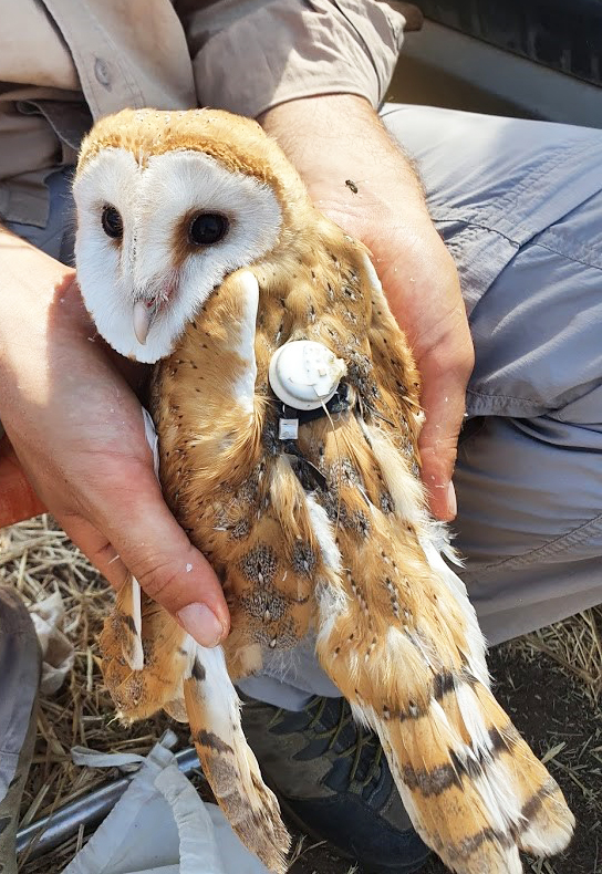 &lt;strong&gt;Figure 1.&lt;/strong&gt; An ATLAS tag attached to a wild barn owl. Image and tagging courtesy of Shlomo Cain and Orr Spiegel.