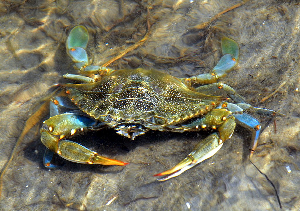 &lt;strong&gt;Figure 1.&lt;/strong&gt; Blue crab populations manage well with warming waterways. Figure courtesy of &lt;a href=&quot;https://commons.wikimedia.org/wiki/File:Care_Banks_-_Blue_Crab_-_06.JPG&quot; target=&quot;_blank&quot;&gt;Jarek Tuszyński via Wikimedia Commons&lt;/a&gt; under the &lt;a href=&quot;https://creativecommons.org/licenses/by-sa/3.0/deed.en&quot; target=&quot;_blank&quot;&gt;Creative Commons Attribution-Share Alike 3.0 Unported license.&lt;/a&gt;